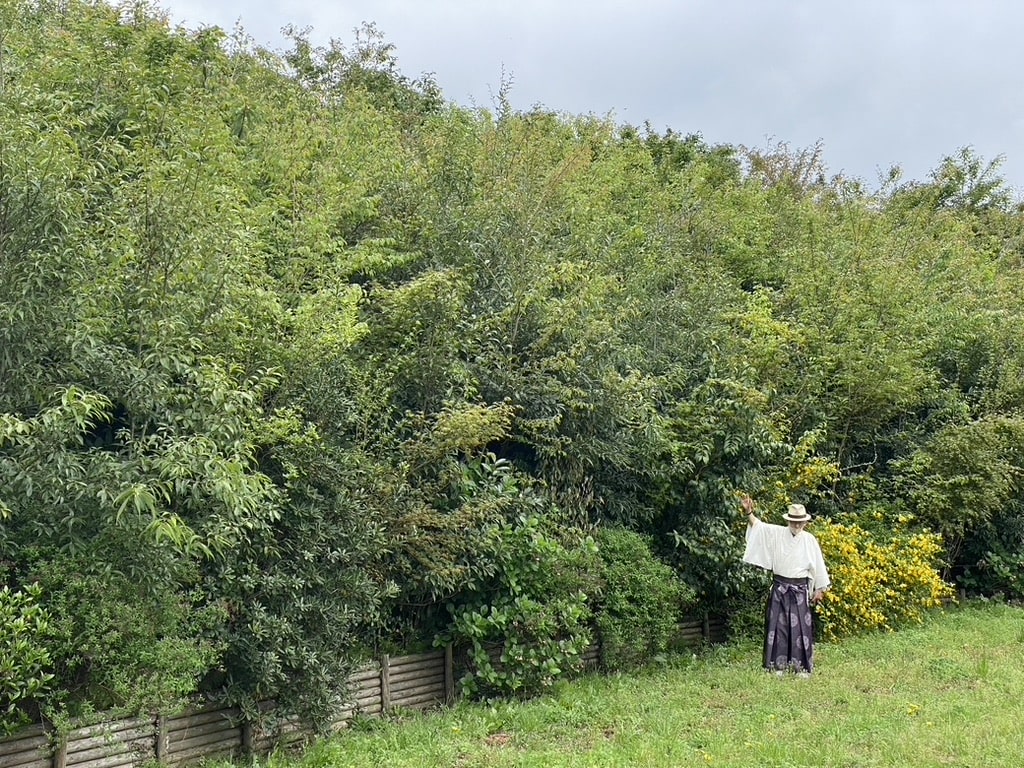 Lire la suite à propos de l’article A quoi ressemblent les forêts Miyawaki du Japon ?