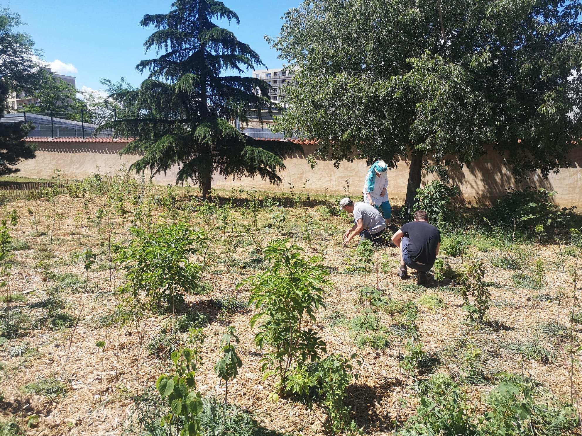 Read more about the article 2022 – Miyawaki Planting in Vénissieux, parc de Pressensé